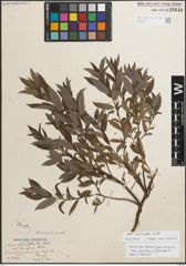 Foto von Salix myricoides Muhl.